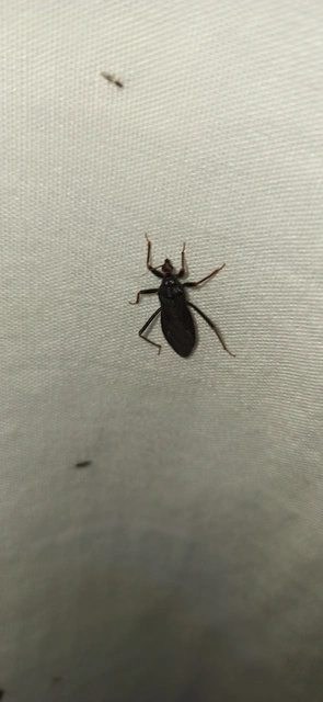 Reduvius personatus - szemetes zugpoloska