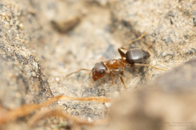 Lasius brunneus - rozsdáshátú feketehangya