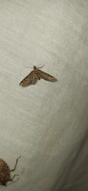 vöröscsíkos törpearaszoló - Gymnoscelis rufifasciata