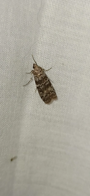 Dioryctria
