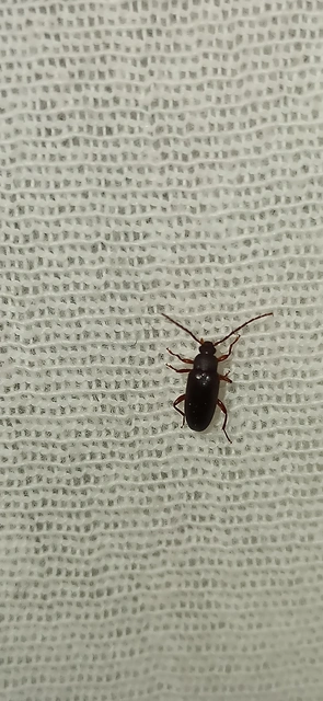 Allecula morio - karcsú alkonybogár Allecula morio - karcsú alkonybogár