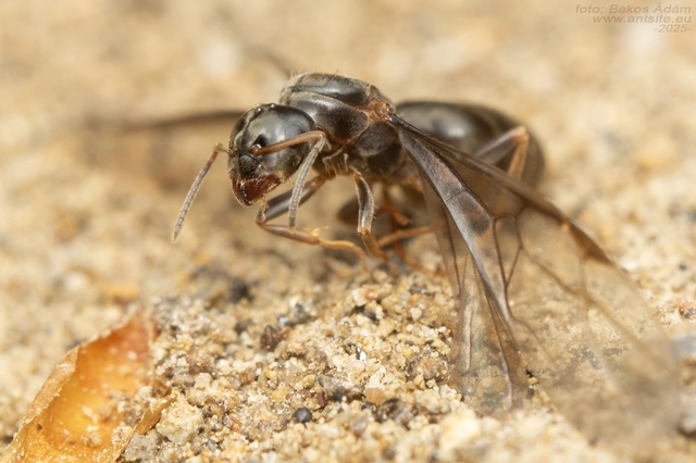 Lasius brunneus - rozsdáshátú feketehangya