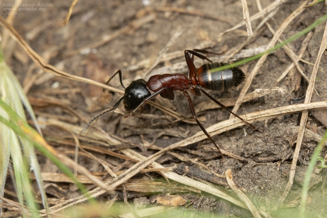 Camponotus ligniperda - faodvasító lóhangya