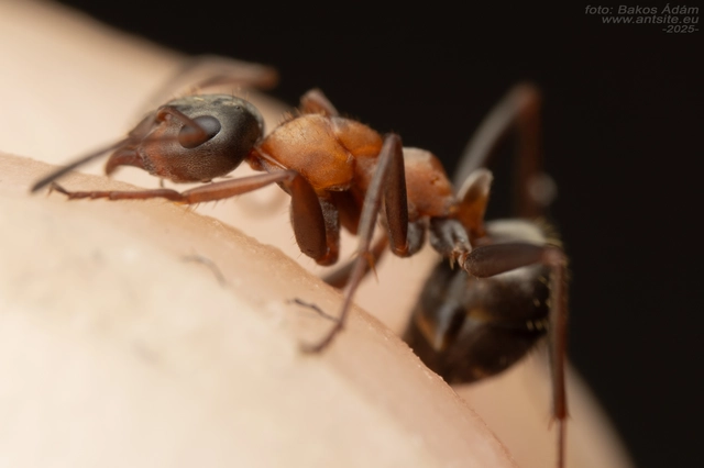 Formica rufibarbis - vörös rabszolgahangya