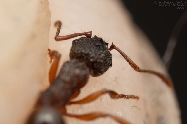 Myrmica schencki - kétszínű bütyköshangya