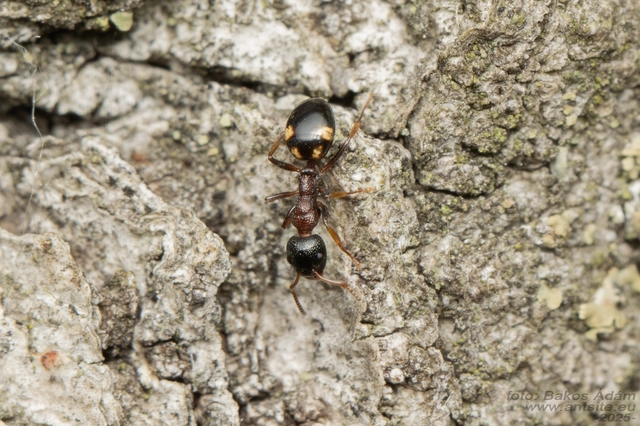 Dolichoderus quadripunctatus - négypettyes erdeihangya