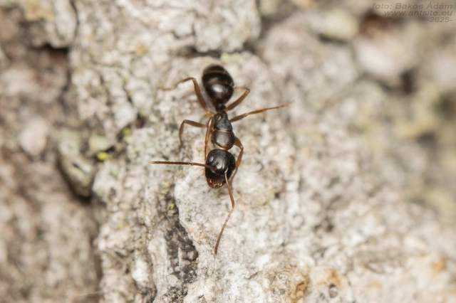 Camponotus fallax - ligeti lóhangya