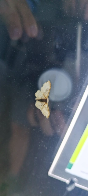 Idaea degeneraria - barnasávos araszoló