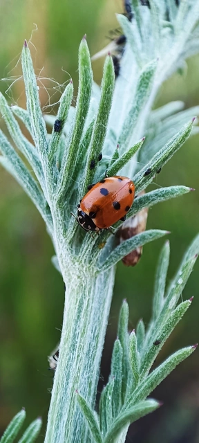 Hippodamia variegata - tizenhárompettyes katica