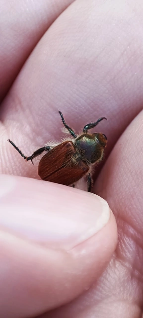 Chaetopteroplia segetum - rozsszipoly