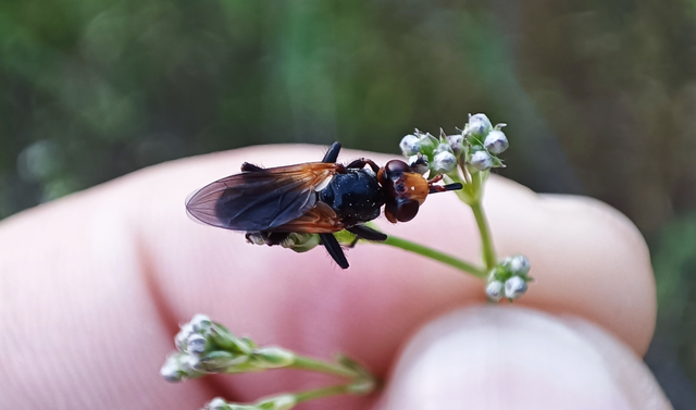Diptera - Kétszárnyúak