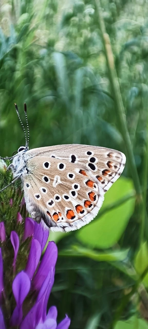 Polyommatus bellargus - égszínű boglárka