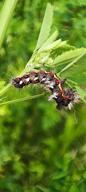 Acronicta rumicis - sóska-szigonyosbagoly