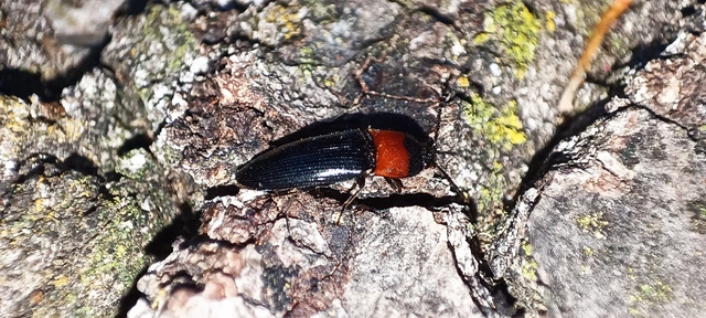 Ampedus sinuatus - felemásnyakú pattanó
