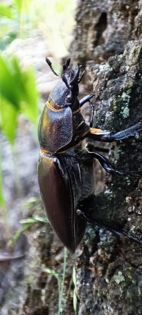 Lucanus cervus - nagy szarvasbogár
