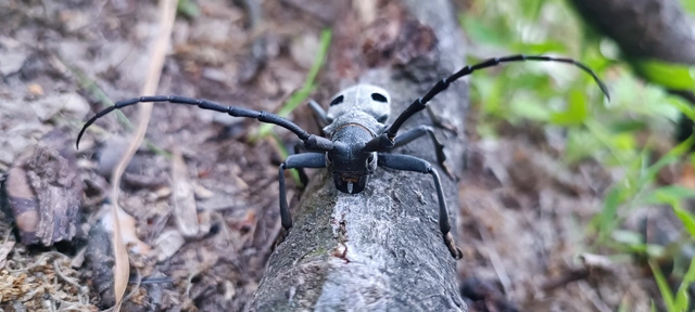 Morimus asper funereus - gyászcincér