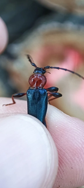 Phymatodes testaceus - változékony korongcincér