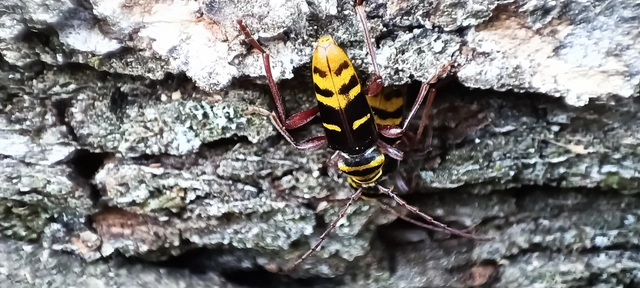 Plagionotus detritus - sárgafarú darázscincér
