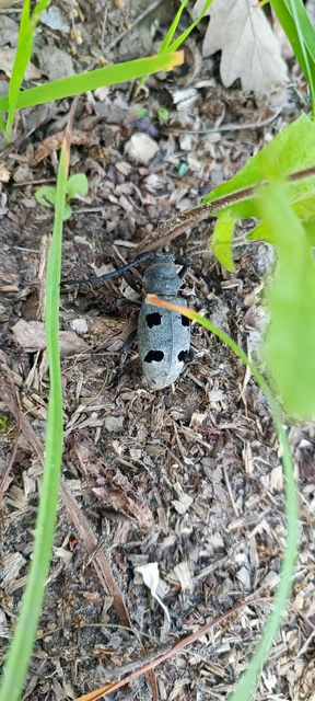 Morimus asper funereus - gyászcincér