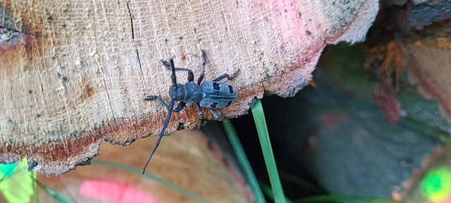 Morimus asper funereus - gyászcincér