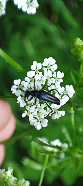 Stenurella nigra - fekete karcsúcincér