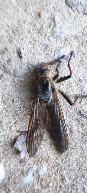 Diptera - Kétszárnyúak