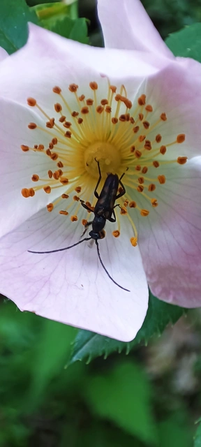 Anoplodera sexguttata - foltos virágcincér