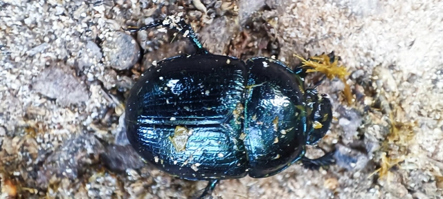 Anoplotrupes stercorosus - erdei álganéjtúró