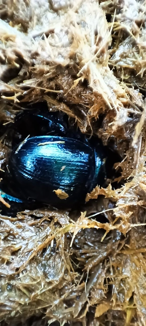 Anoplotrupes stercorosus - erdei álganéjtúró