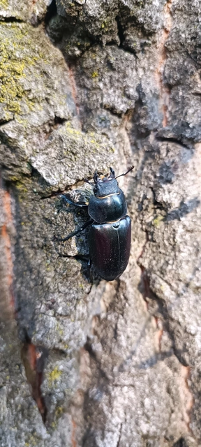 Lucanus cervus - nagy szarvasbogár