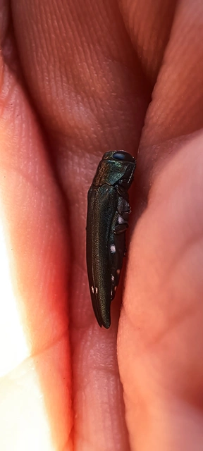 Agrilus biguttatus - kétpettyes karcsúdíszbogár