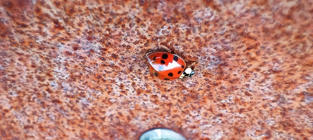 Harmonia axyridis - harlekinkatica