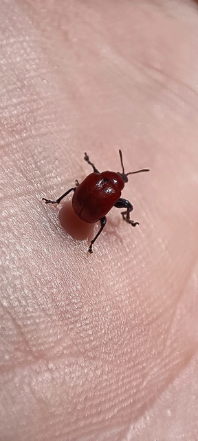 Attelabus nitens - tölgy-levélsodró