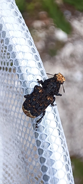 Platyrhinus resinosus - nagy orrosbogár