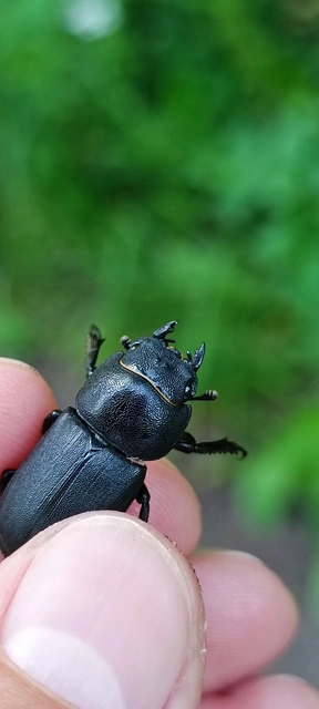 Dorcus parallelipipedus - kis szarvasbogár