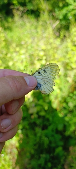 Parnassius mnemosyne - kis apollólepke