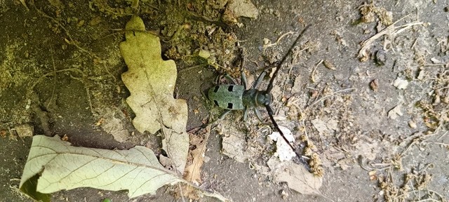 Morimus asper funereus - gyászcincér