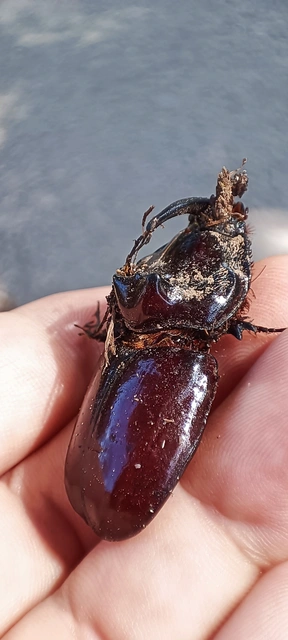 Oryctes nasicornis - orrszarvú bogár