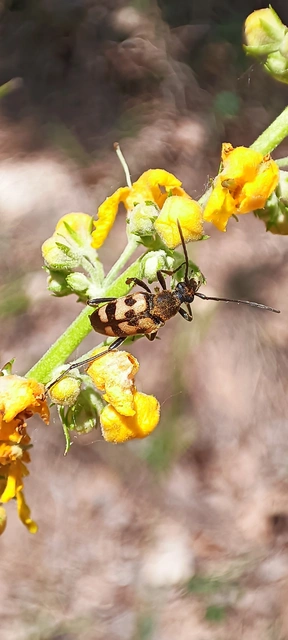 Pachytodes erraticus - rajzos virágcincér