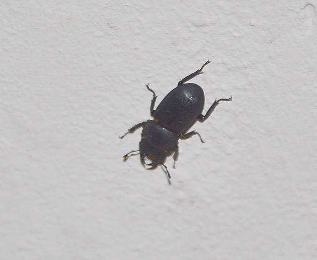Dorcus parallelipipedus - kis szarvasbogár