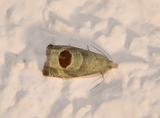 Notocelia uddmanniana - málnasodró tükrösmoly