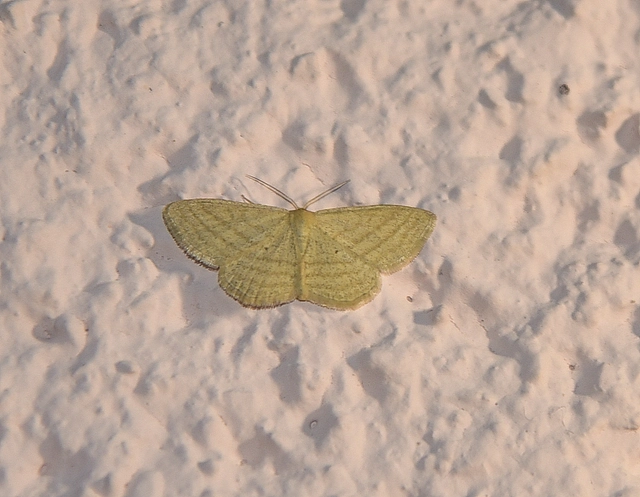 Scopula virgulata - vesszős sávosaraszoló