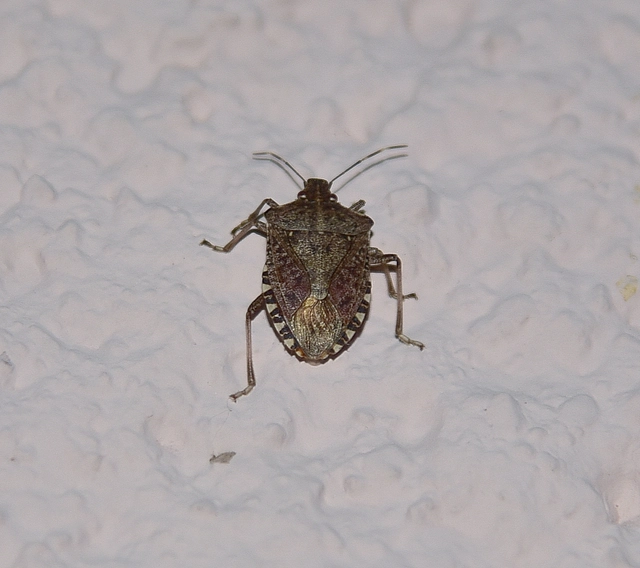 Halyomorpha halys - ázsiai márványospoloska