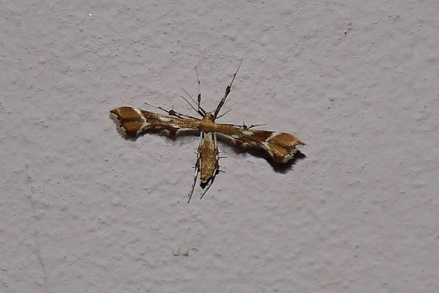 Cnaemidophorus rhododactyla - rózsabogyó-tollasmoly