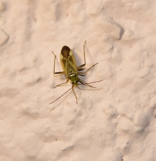 Adelphocoris lineolatus - lucernapoloska