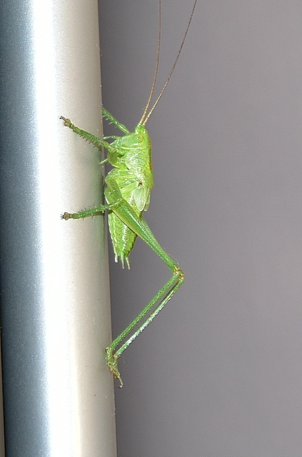 Tettigonia