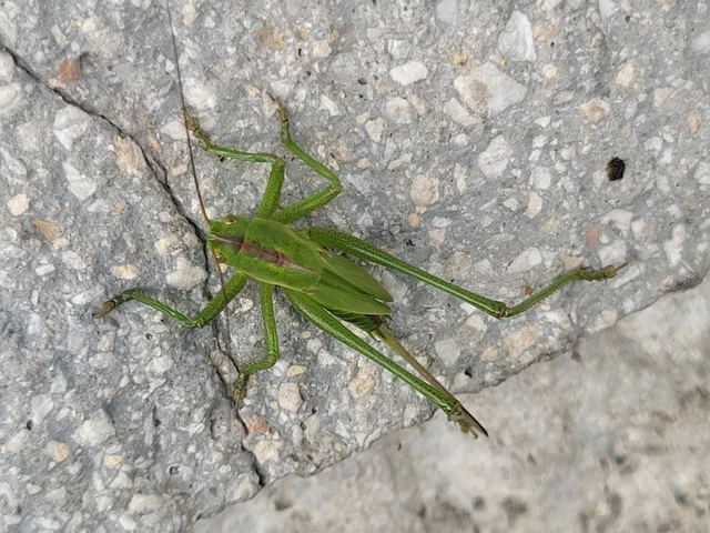 Tettigonia