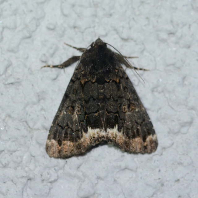 Catephia alchymista - fekete övesbagoly