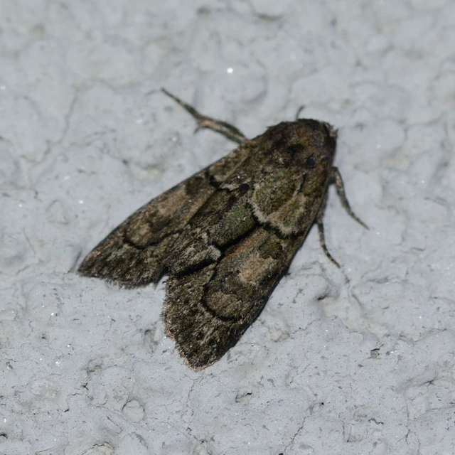 Cryphia fraudatricula - homoki zuzmóbagoly