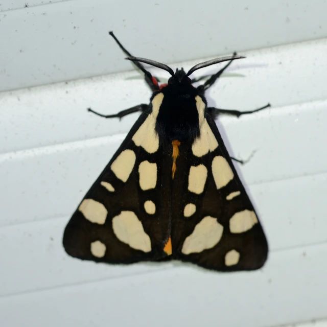 Arctia villica - fekete medvelepke